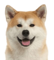 秋田犬