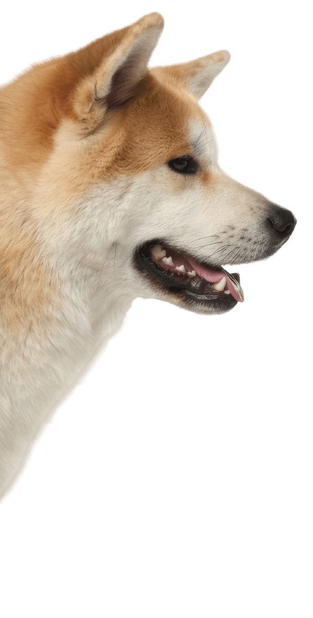 秋田犬