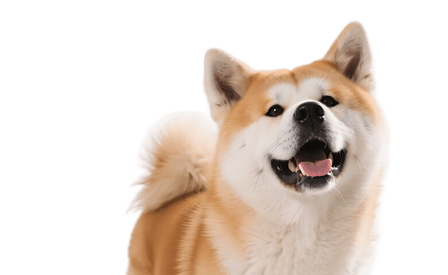 秋田犬